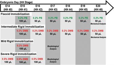 Mechanical Stimulation via Muscle Activity Is Necessary for the Maturation of Tendon Multiscale Mechanics During Embryonic Development